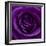 Purple Rose 01-Tom Quartermaine-Framed Giclee Print