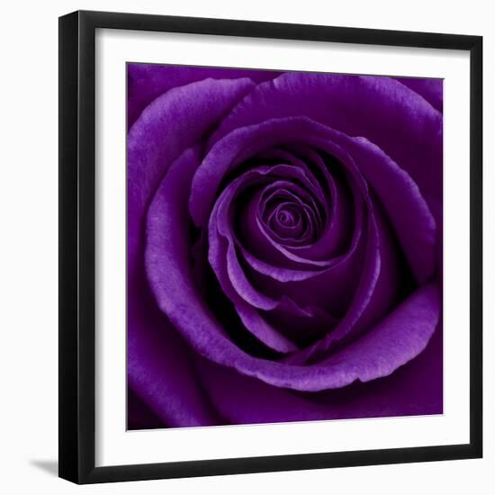 Purple Rose 01-Tom Quartermaine-Framed Giclee Print