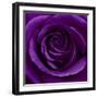 Purple Rose 01-Tom Quartermaine-Framed Giclee Print