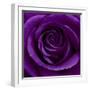 Purple Rose 01-Tom Quartermaine-Framed Giclee Print