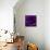 Purple Rose 01-Tom Quartermaine-Mounted Giclee Print displayed on a wall