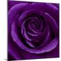 Purple Rose 01-Tom Quartermaine-Mounted Giclee Print