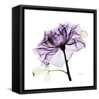 Purple Rose 2-Albert Koetsier-Framed Stretched Canvas