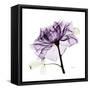 Purple Rose 2-Albert Koetsier-Framed Stretched Canvas