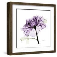 Purple Rose 2-Albert Koetsier-Framed Art Print