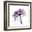 Purple Rose 2-Albert Koetsier-Framed Art Print