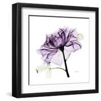 Purple Rose 2-Albert Koetsier-Framed Art Print