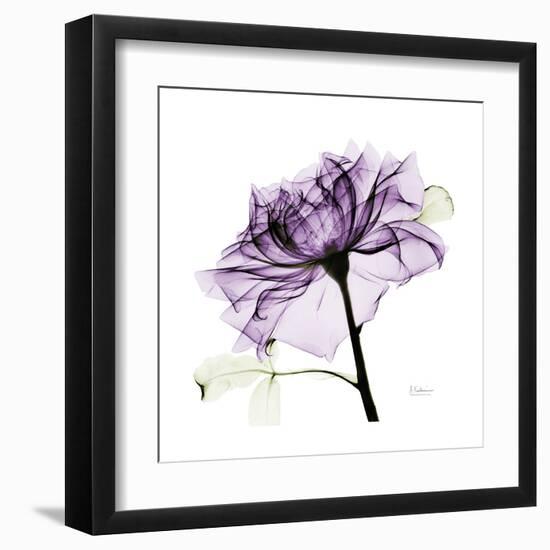 Purple Rose 2-Albert Koetsier-Framed Art Print