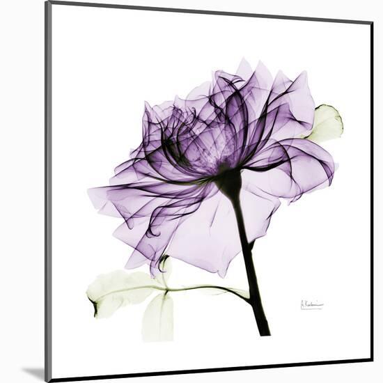 Purple Rose 2-Albert Koetsier-Mounted Art Print