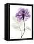 Purple Rose Portrait 2-Albert Koetsier-Framed Stretched Canvas