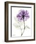 Purple Rose Portrait 2-Albert Koetsier-Framed Art Print