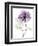 Purple Rose Portrait 2-Albert Koetsier-Framed Art Print