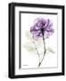 Purple Rose Portrait 2-Albert Koetsier-Framed Art Print