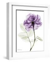 Purple Rose Portrait 2-Albert Koetsier-Framed Art Print