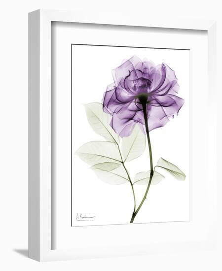 Purple Rose Portrait 2-Albert Koetsier-Framed Art Print