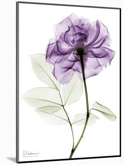 Purple Rose Portrait 2-Albert Koetsier-Mounted Art Print