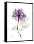 Purple Rose Portrait-Albert Koetsier-Framed Stretched Canvas