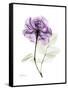 Purple Rose Portrait-Albert Koetsier-Framed Stretched Canvas