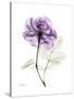 Purple Rose Portrait-Albert Koetsier-Stretched Canvas