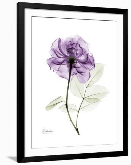 Purple Rose Portrait-Albert Koetsier-Framed Art Print