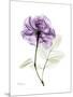 Purple Rose Portrait-Albert Koetsier-Mounted Art Print