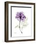 Purple Rose Portrait-Albert Koetsier-Framed Art Print