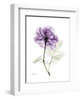 Purple Rose Portrait-Albert Koetsier-Framed Art Print