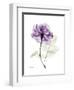 Purple Rose Portrait-Albert Koetsier-Framed Art Print