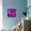 Purple Rose-null-Framed Stretched Canvas displayed on a wall