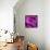 Purple Rose-null-Framed Stretched Canvas displayed on a wall