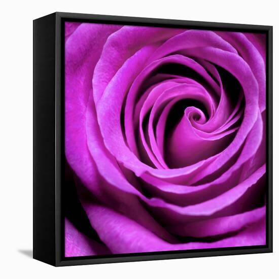 Purple Rose-null-Framed Stretched Canvas