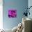 Purple Rose-null-Stretched Canvas displayed on a wall