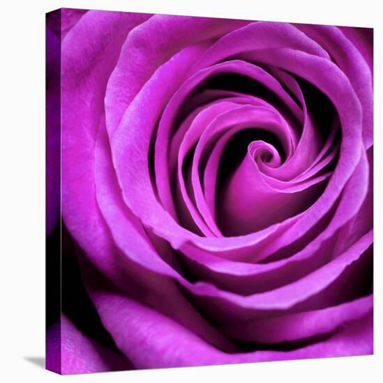 Purple Rose-null-Stretched Canvas