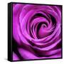 Purple Rose-null-Framed Stretched Canvas