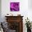 Purple Rose-null-Stretched Canvas displayed on a wall
