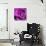 Purple Rose-null-Stretched Canvas displayed on a wall