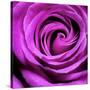 Purple Rose-null-Stretched Canvas