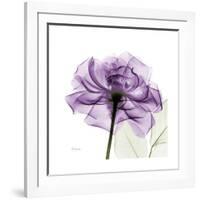 Purple Rose-Albert Koetsier-Framed Art Print