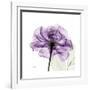 Purple Rose-Albert Koetsier-Framed Art Print