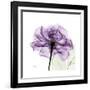 Purple Rose-Albert Koetsier-Framed Art Print