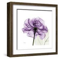 Purple Rose-Albert Koetsier-Framed Art Print