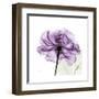 Purple Rose-Albert Koetsier-Framed Art Print