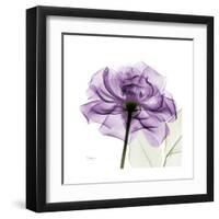 Purple Rose-Albert Koetsier-Framed Art Print