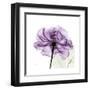 Purple Rose-Albert Koetsier-Framed Art Print