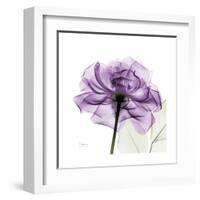 Purple Rose-Albert Koetsier-Framed Art Print