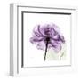 Purple Rose-Albert Koetsier-Framed Art Print