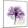 Purple Rose-Albert Koetsier-Mounted Art Print