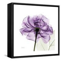 Purple Rose-Albert Koetsier-Framed Stretched Canvas