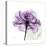 Purple Rose-Albert Koetsier-Stretched Canvas
