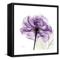 Purple Rose-Albert Koetsier-Framed Stretched Canvas